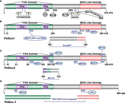 The Emerging Roles of Pellino Family in Pattern Recognition Receptor Signaling